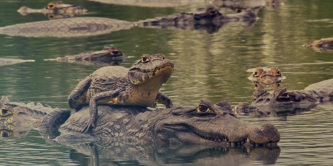 Pantanal com a família