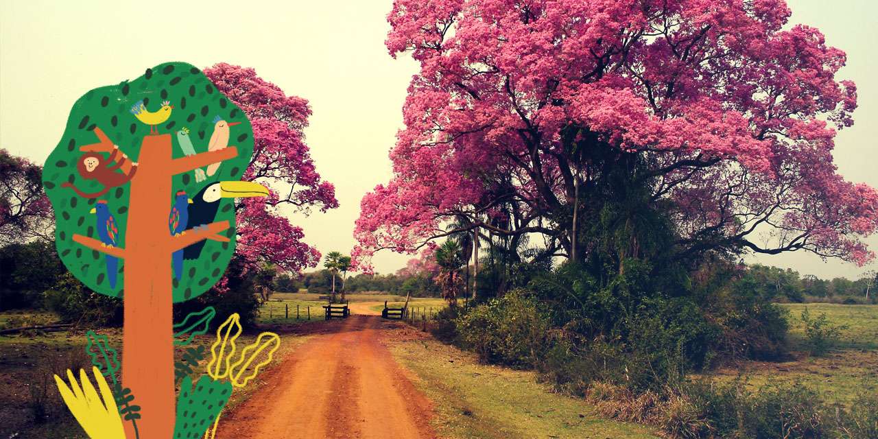 Pantanal com a família